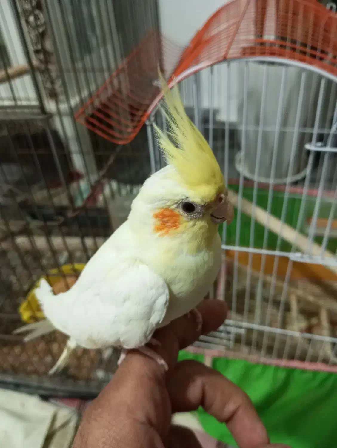 عروس هلندی ماده|پرنده|رضوانشهر, |دیوار