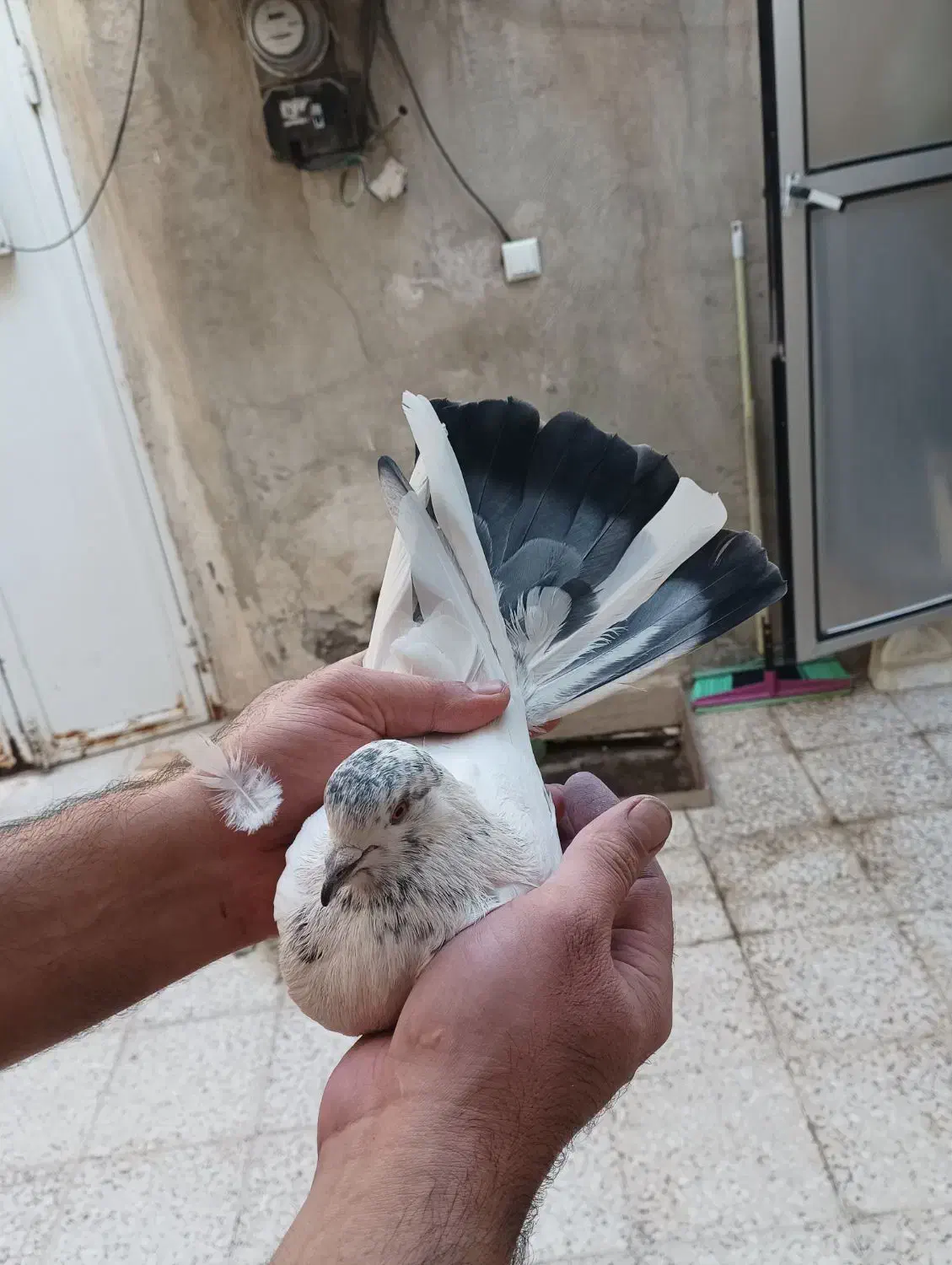 کفتر نر|پرنده|قم, نخودی|دیوار