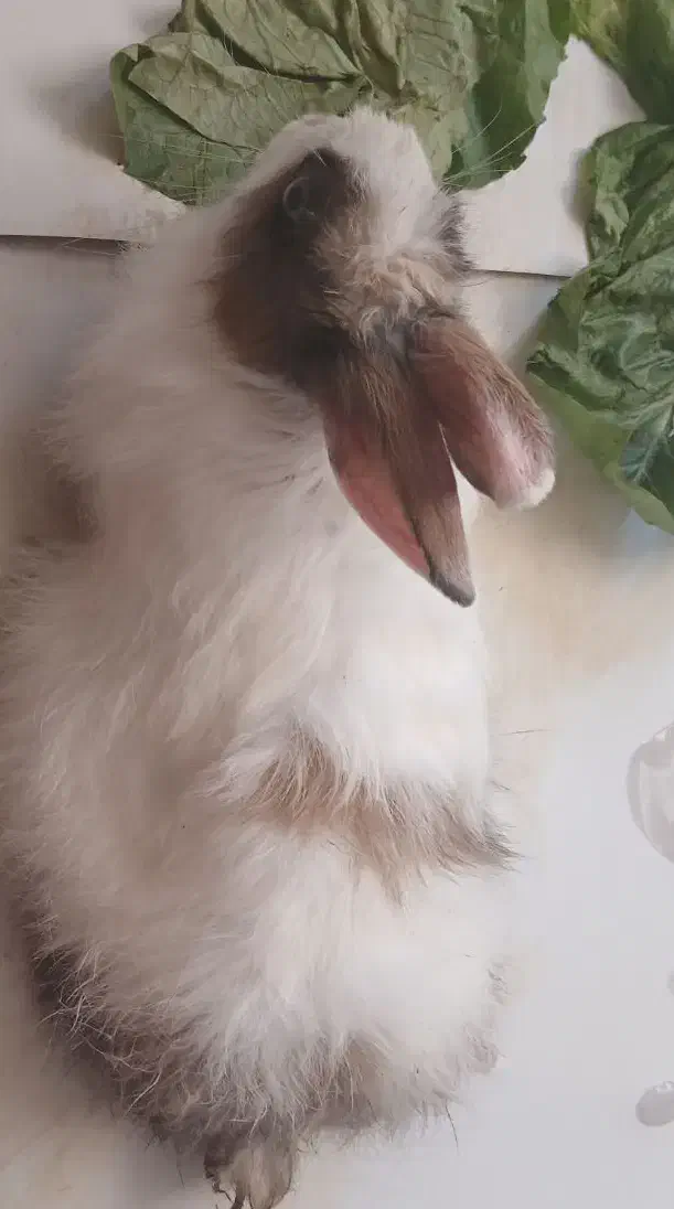 خرگوش|موش و خرگوش|پاکدشت, پاکدشت (مامازند)|دیوار