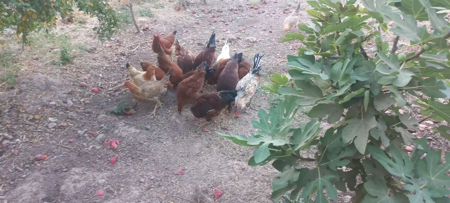 ۵عدد خروس|حیوانات مزرعه|سرپل ذهاب, |دیوار