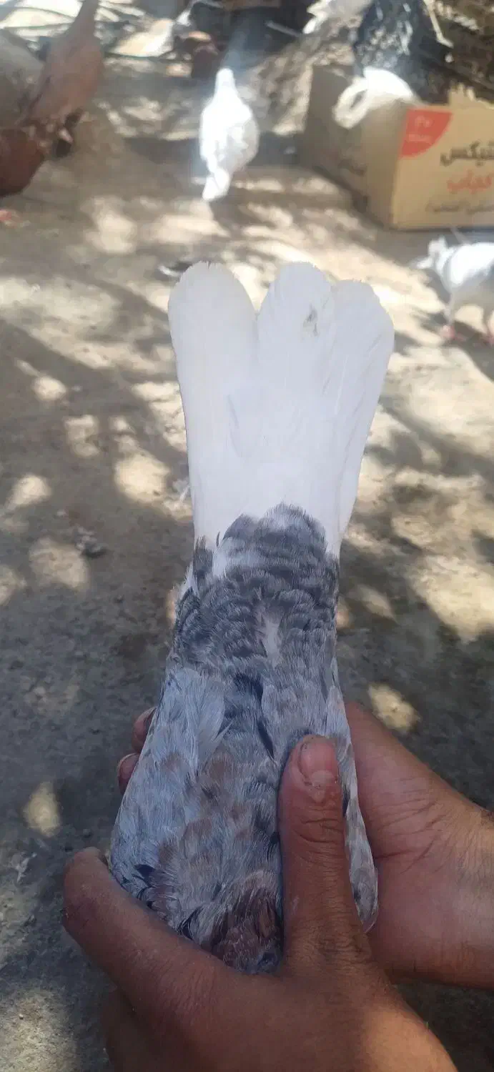 کبوتر|پرنده|بم, |دیوار