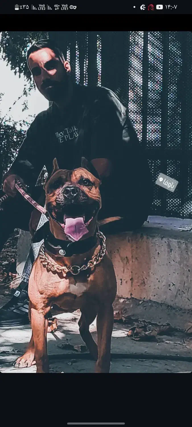 پیتبول نر اصیل آماده کشش|سگ|کرج, ساماندهی|دیوار