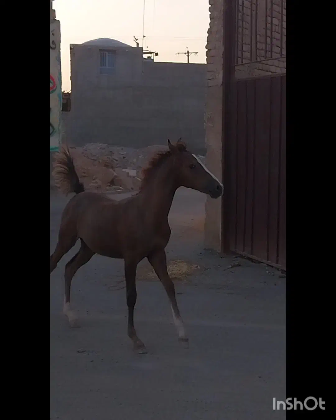 کره مادیان|اسب و تجهیزات اسب‌سواری|فلاورجان, |دیوار