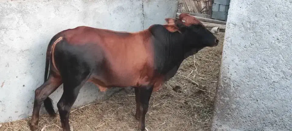 فروش ۳ گاو رودان|حیوانات مزرعه|بندرعباس, |دیوار