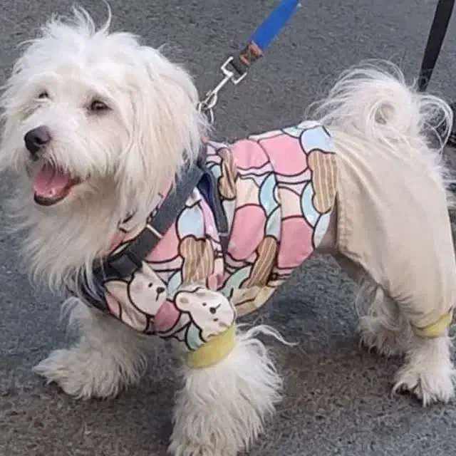 سگ گمشده مژدگانی ۲۰|حیوانات|تهران, خزانه|دیوار