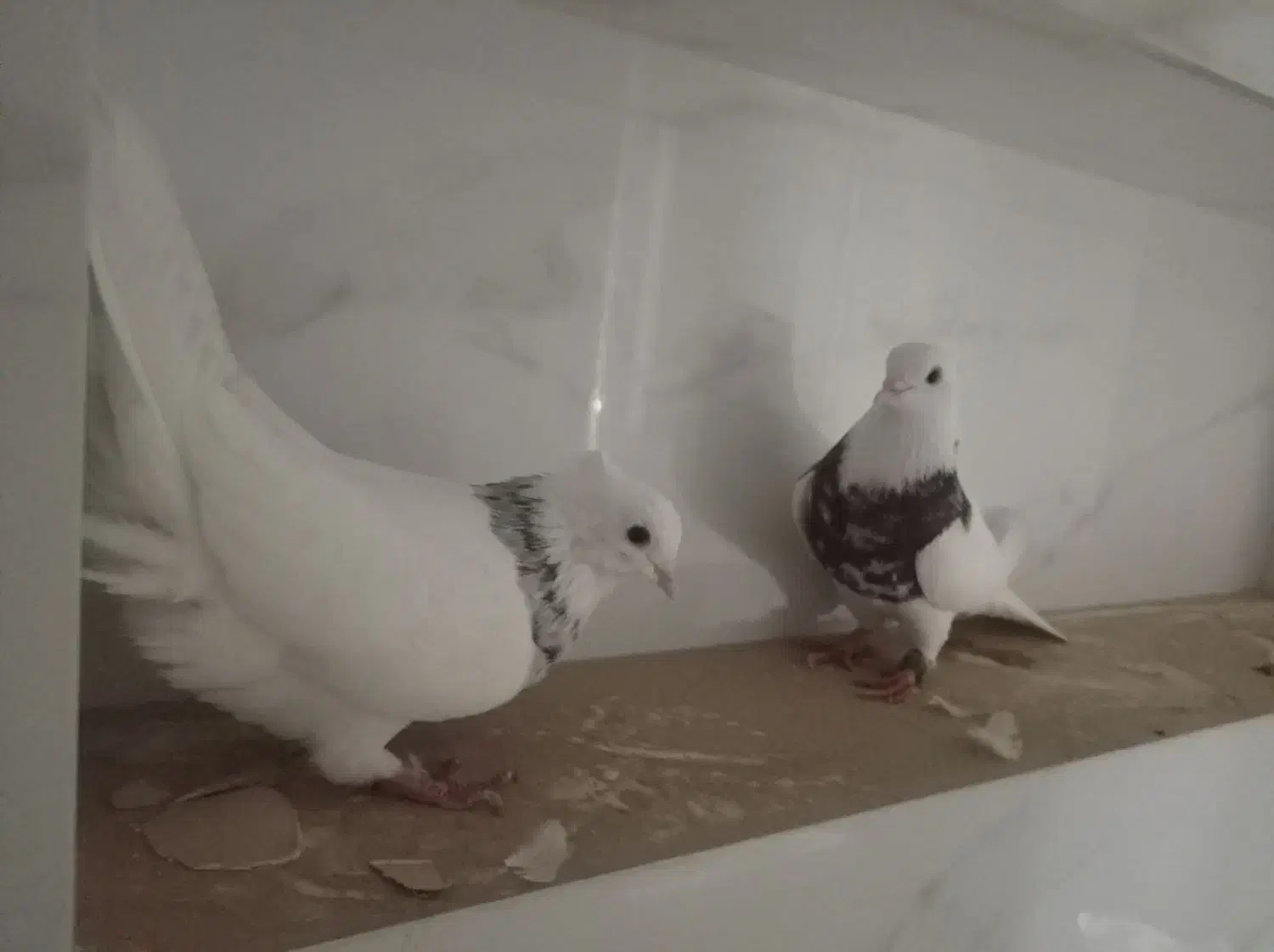 طوقی|پرنده|بندر گناوه, |دیوار