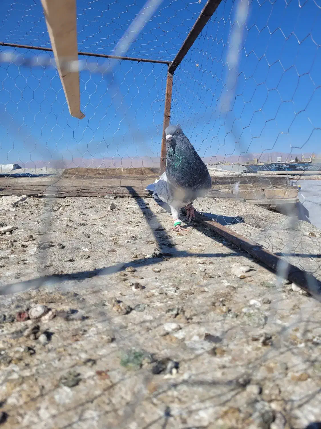 یک جفت کله سبز|پرنده|تربت‌حیدریه, حسنی بالا|دیوار