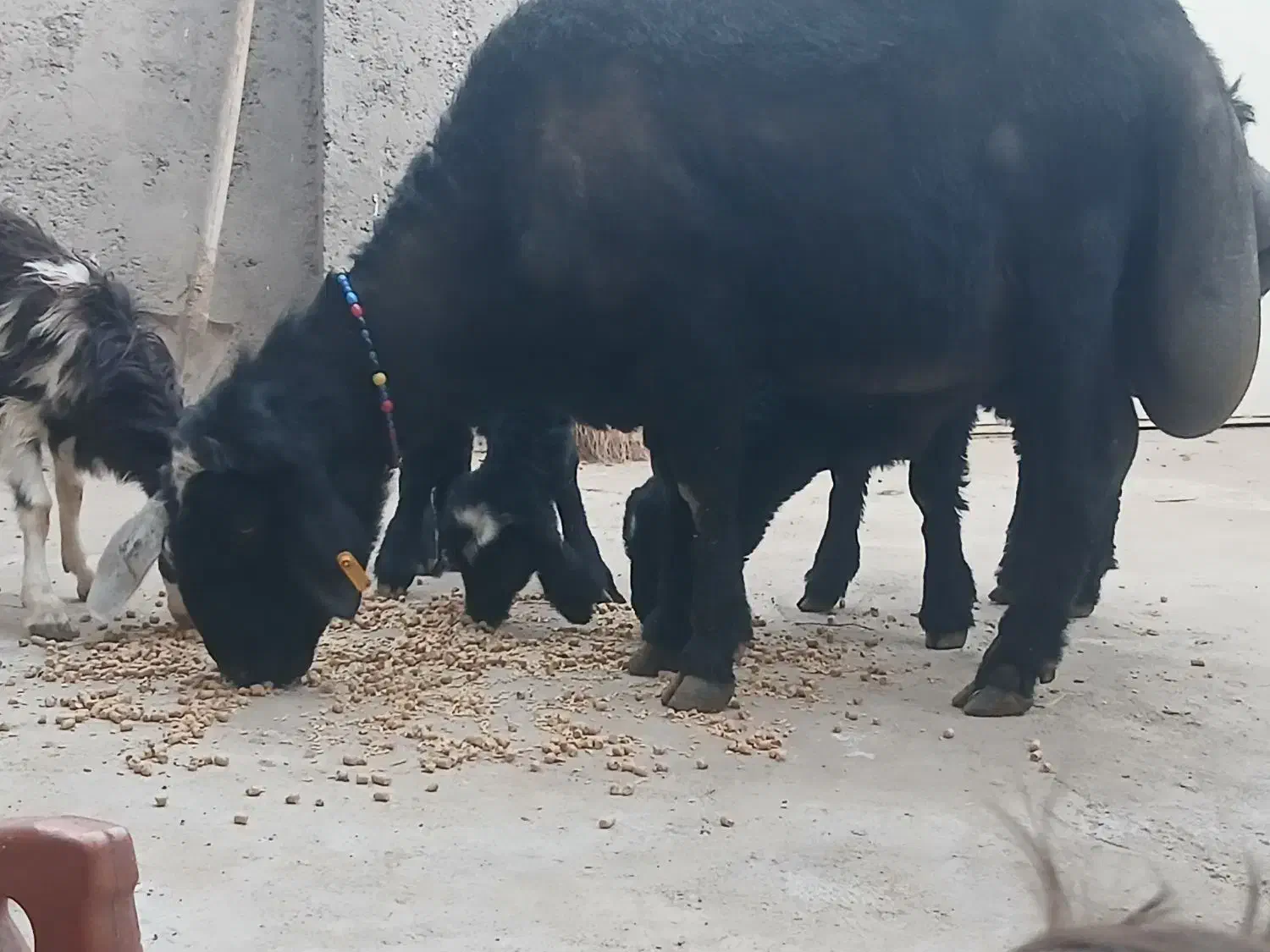 قوچ قارا قزال لوخت موسیم|حیوانات مزرعه|کوثر, |دیوار