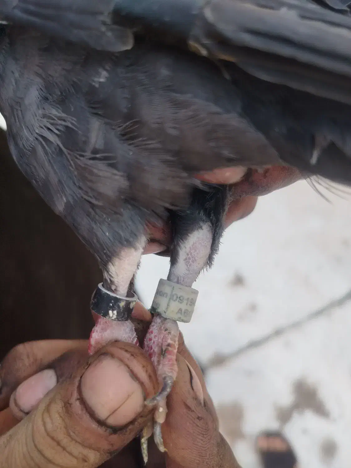 کبوتر|پرنده|مشکین‌دشت, |دیوار