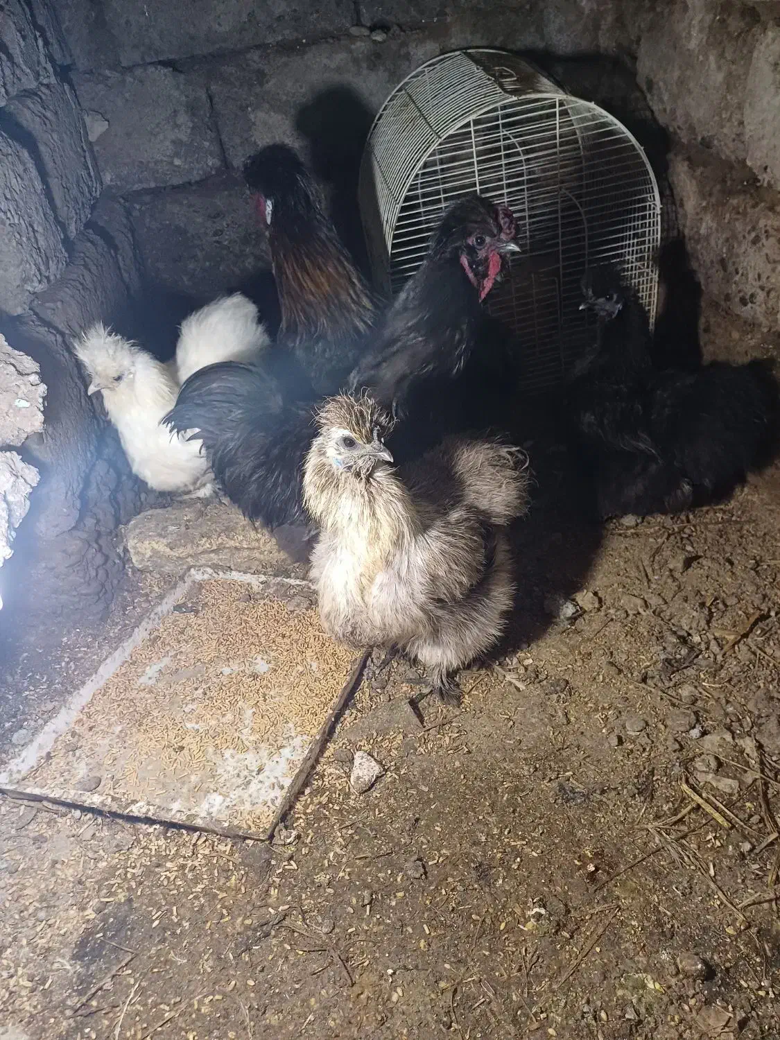 تخم مرغ ابریشمی|حیوانات مزرعه|رشت, کوی جام جم|دیوار