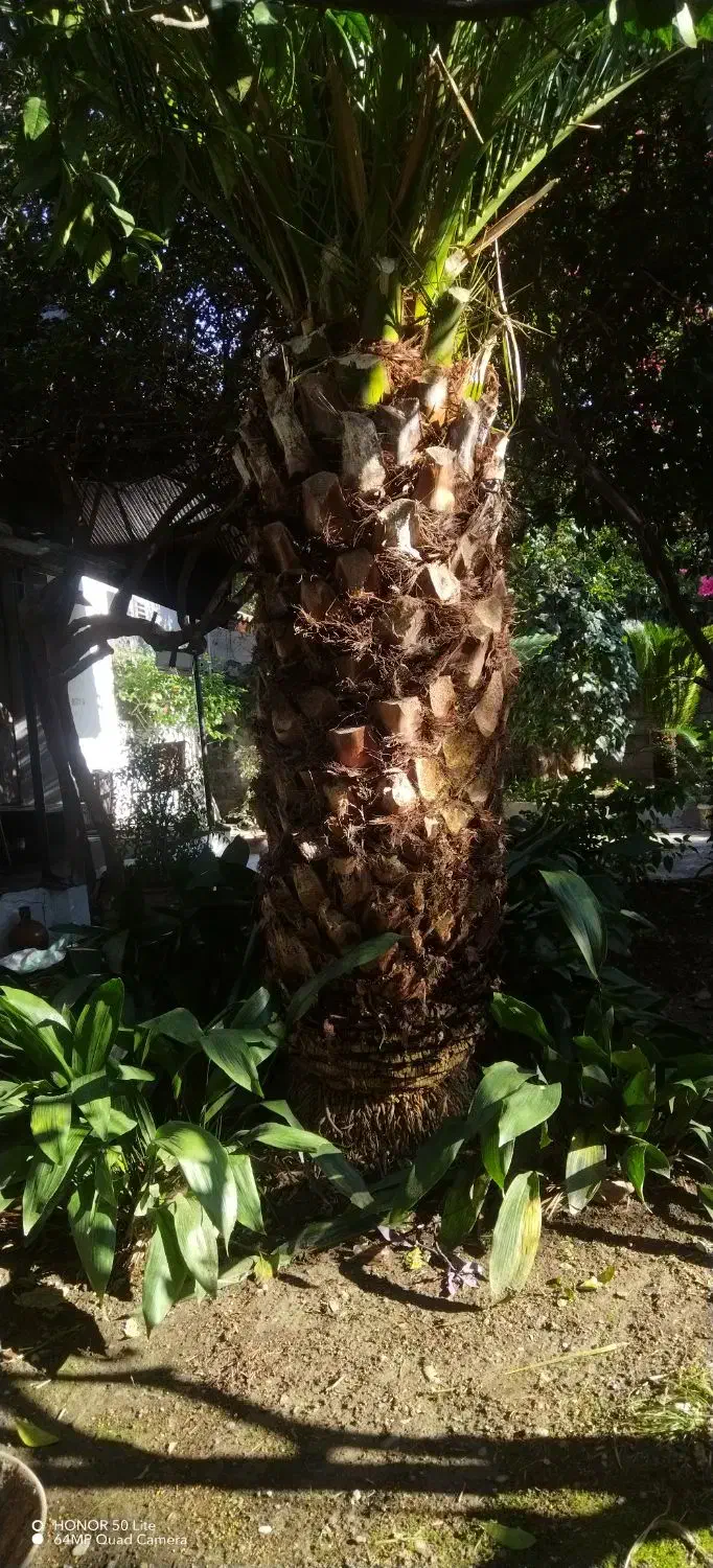 فروش نحل فنیکس|گل و گیاه طبیعی|نوشهر, |دیوار