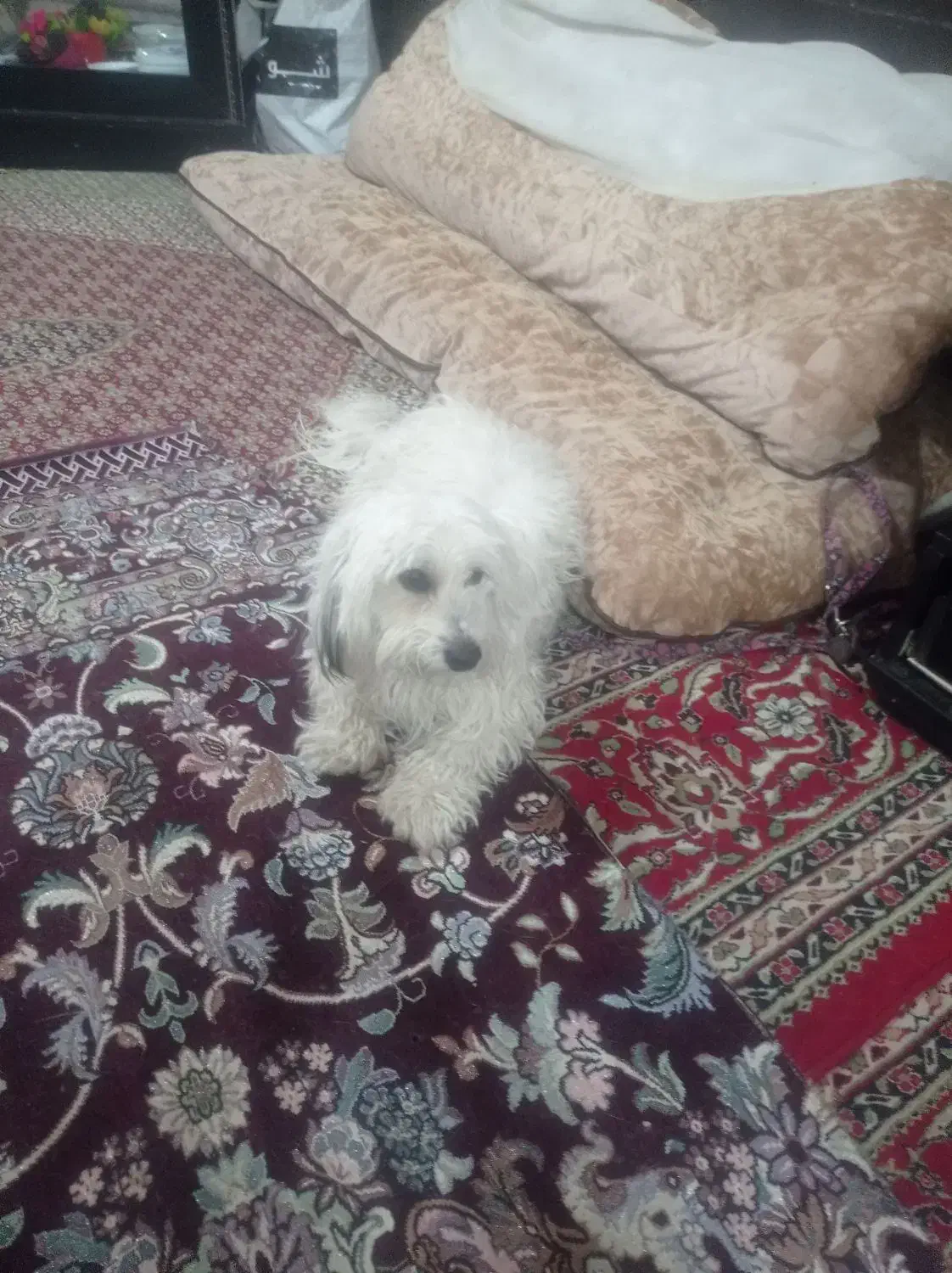 سگ تلیرل|سگ|یزد, |دیوار