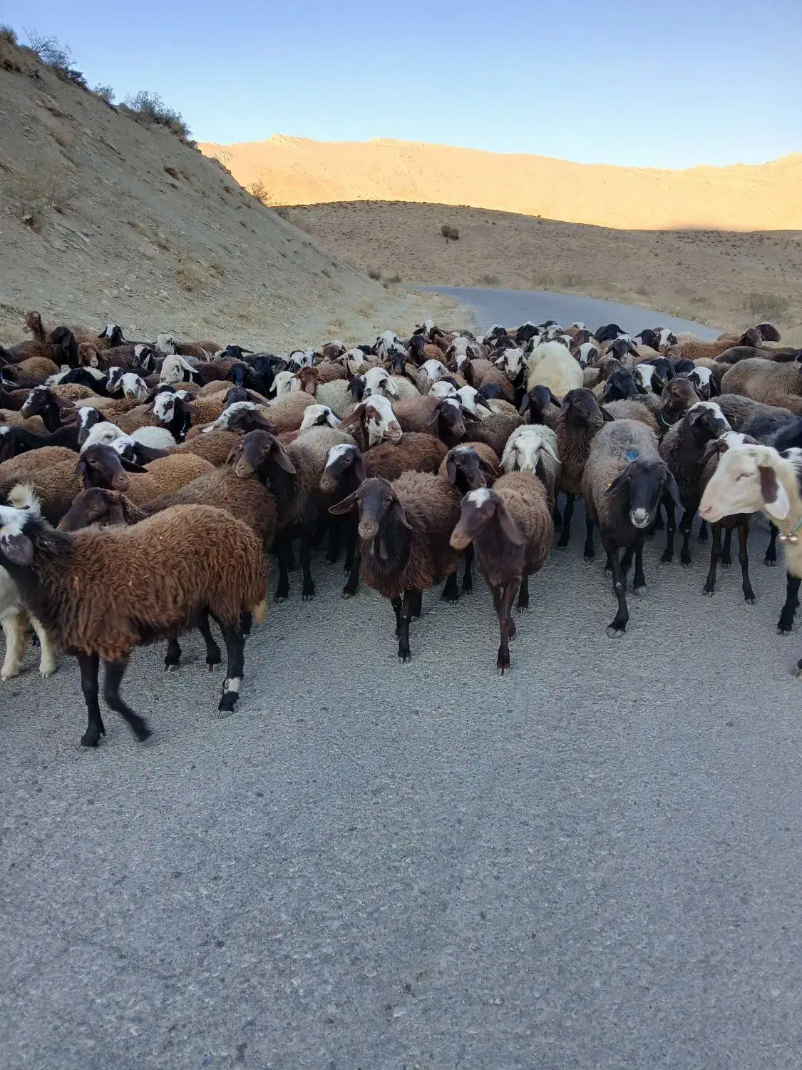 بره ماده شیشک|حیوانات مزرعه|زاغه, |دیوار