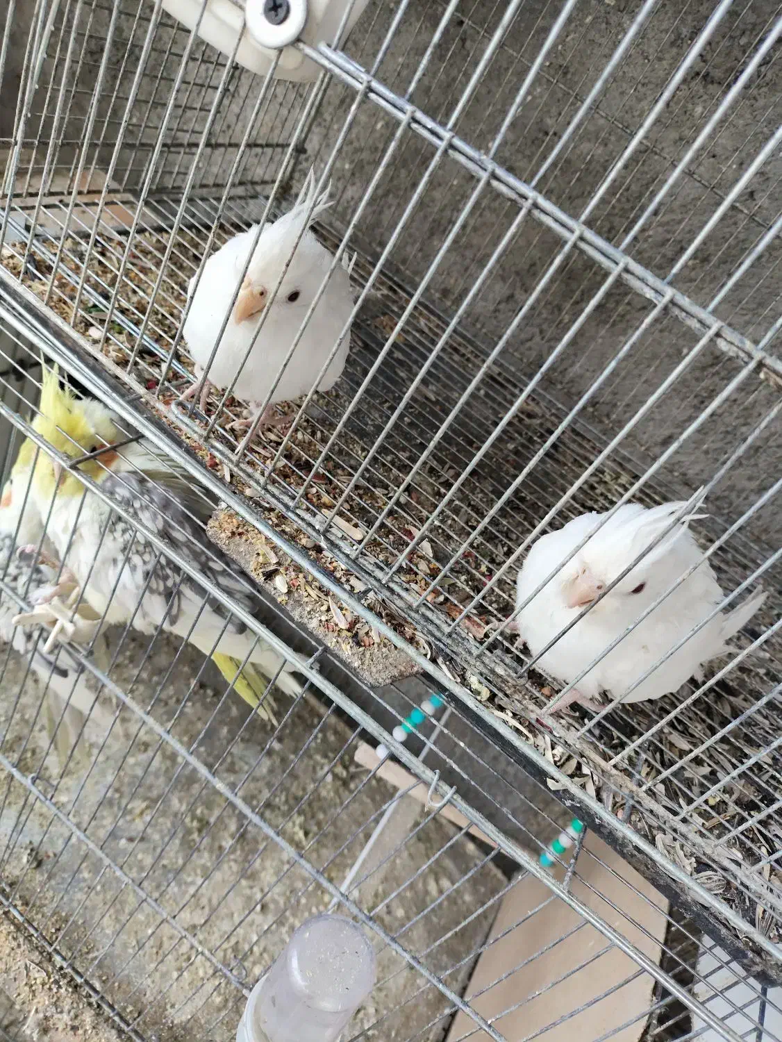 عروس هلندی|پرنده|اشنویه, |دیوار