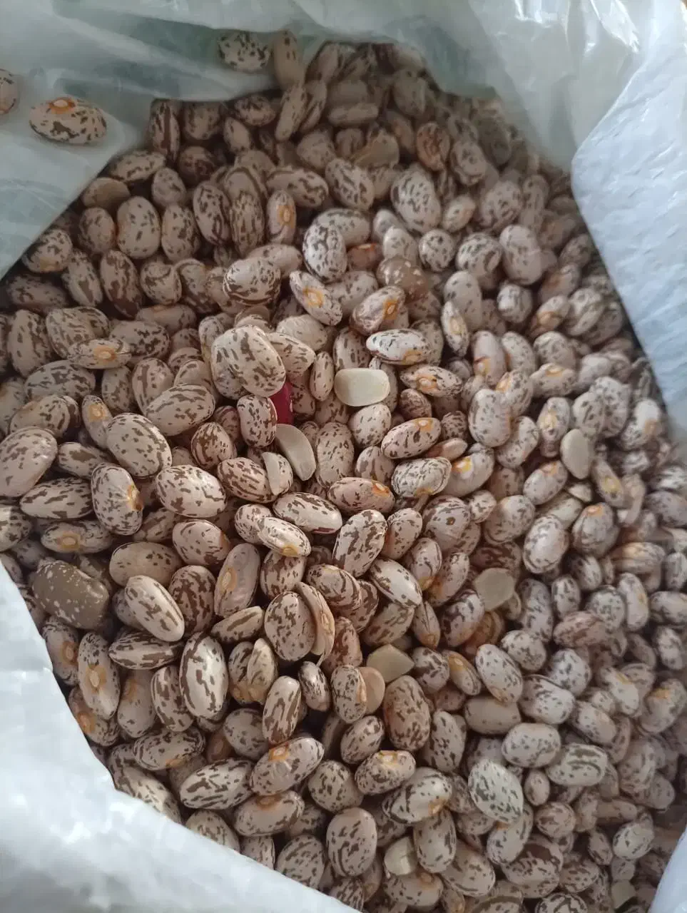 لوبیا چیتی ارتشی|خوردنی و آشامیدنی|شهرکرد, |دیوار