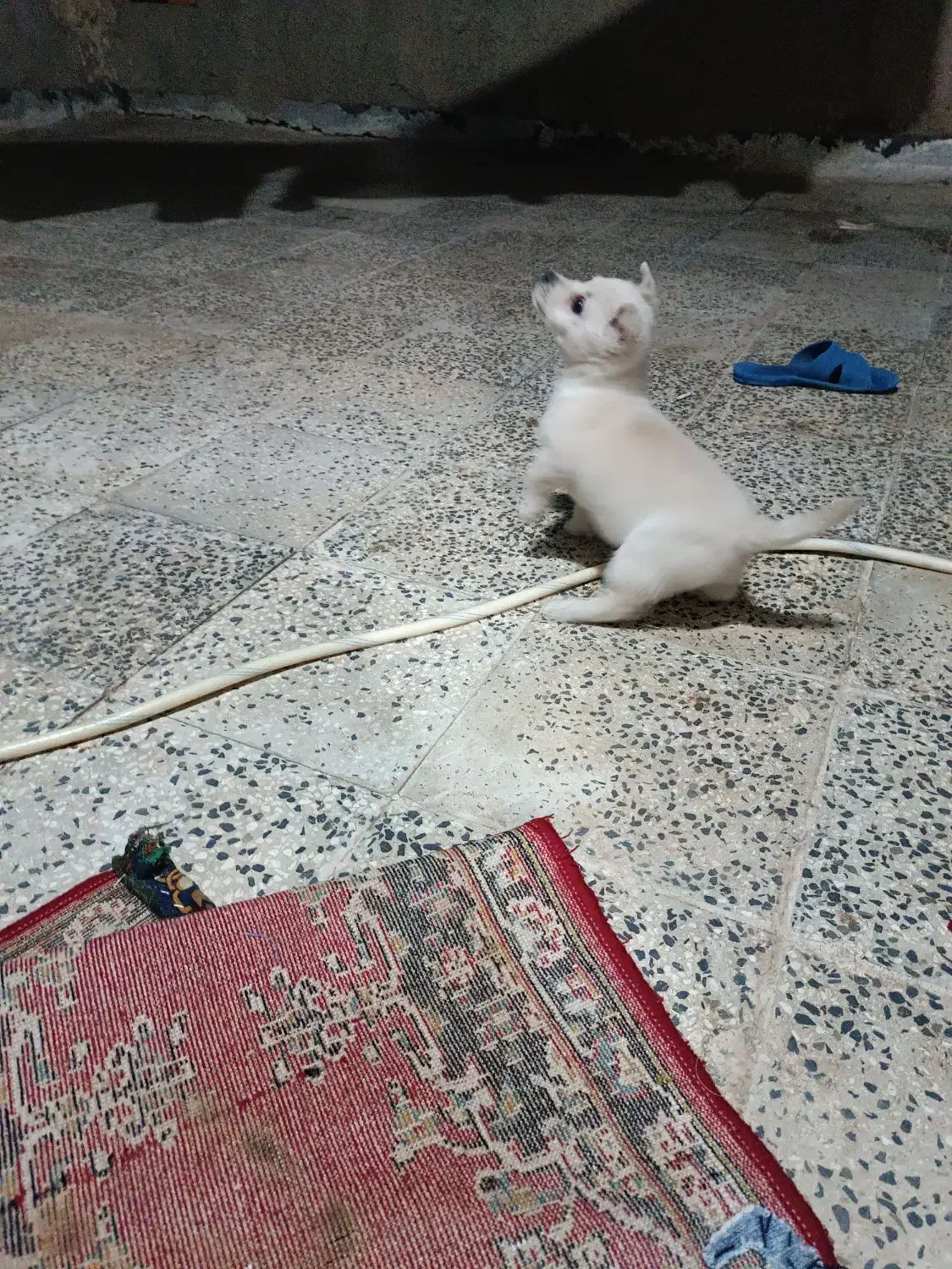 برفی پاکوتاه هرکی ببینه عاشقش میشه|سگ|اقبالیه, |دیوار