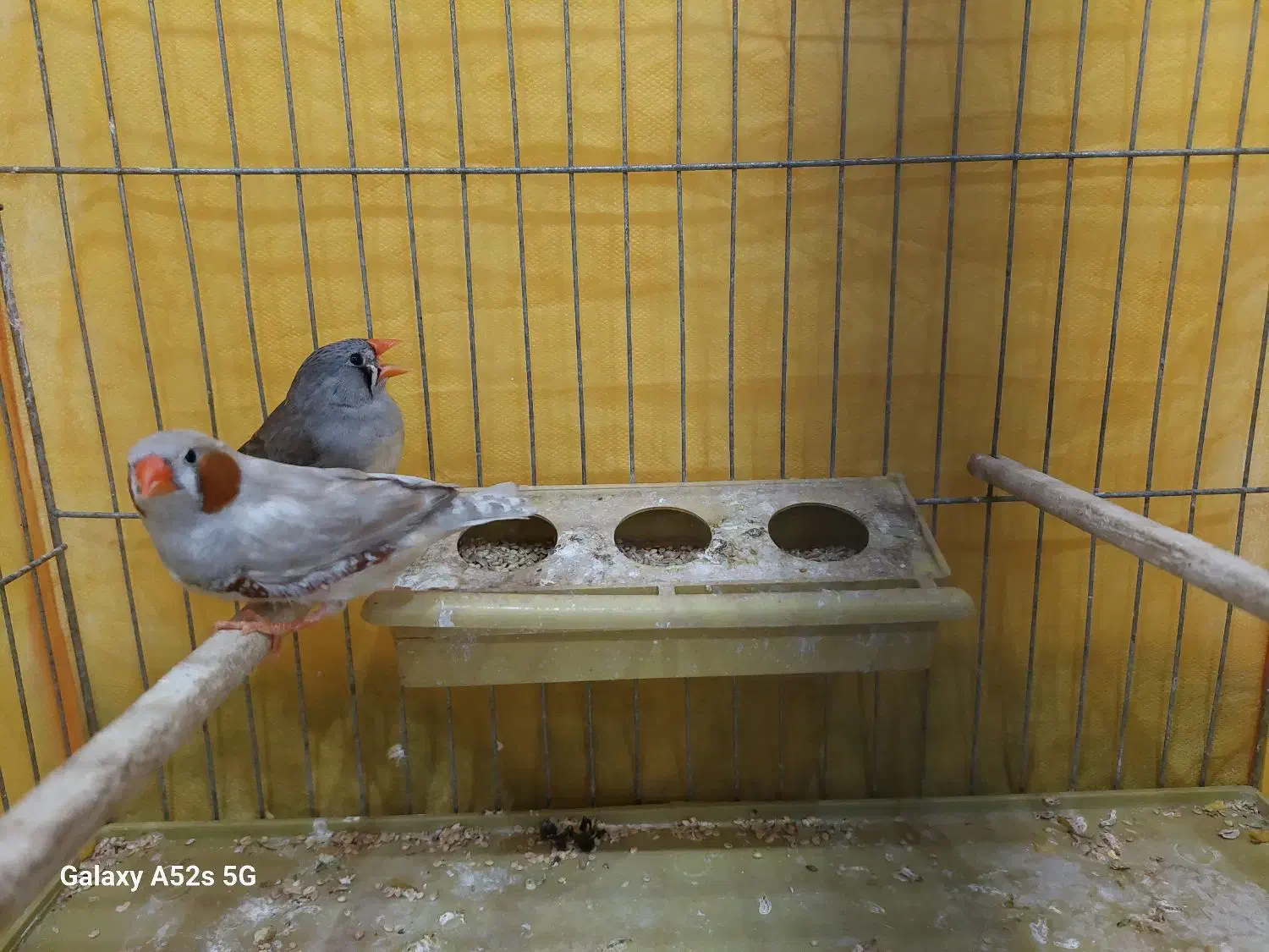 فنچ هاف اورنج|پرنده|بوشهر, |دیوار