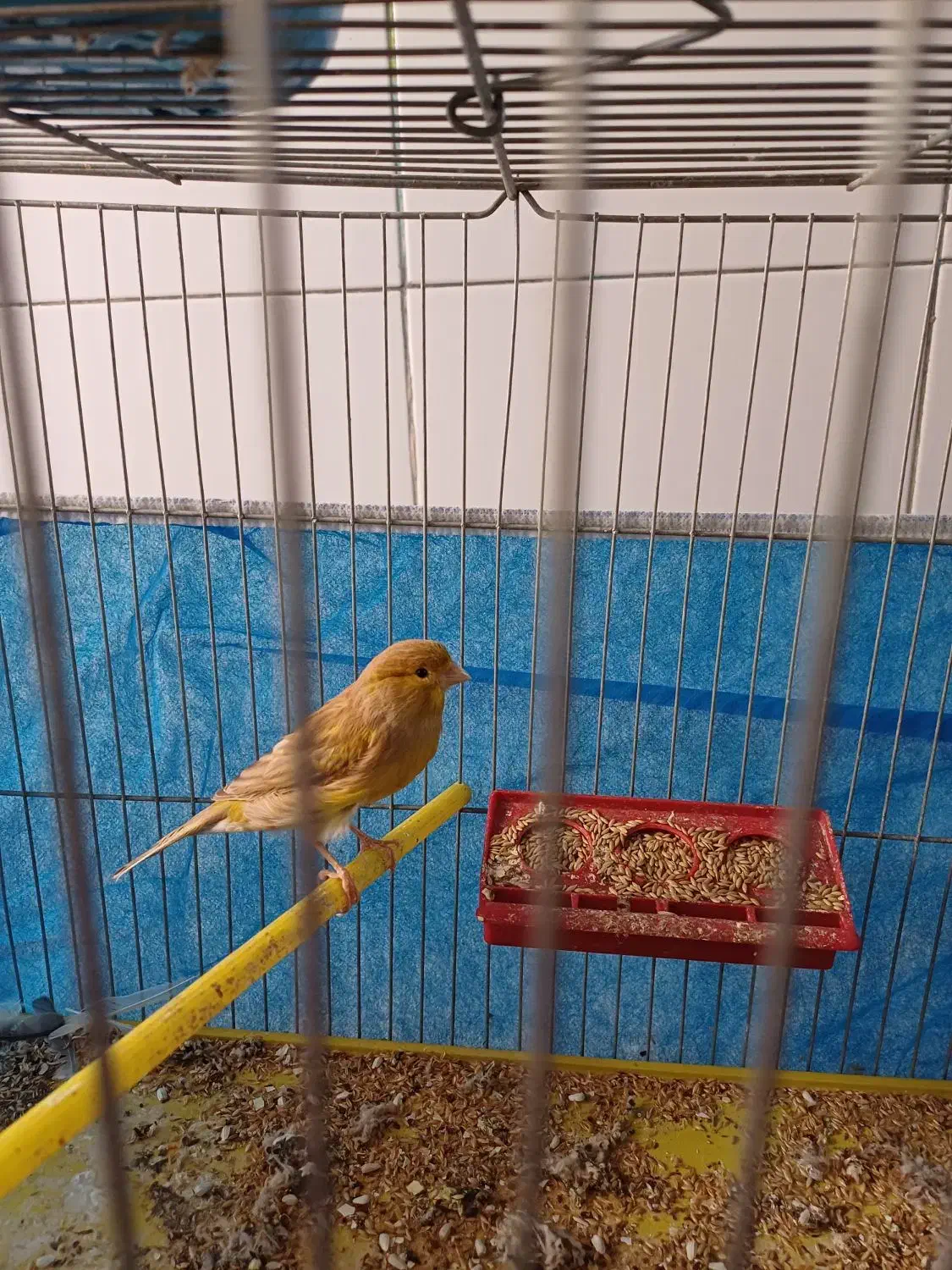 ۲جفت.قناری.برای فروش|پرنده|اصفهان, ارداجی|دیوار