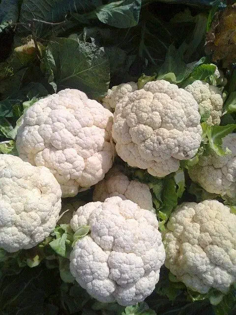 گل کلم و هویج و فلفل وکرفس و شلغم|خوردنی و آشامیدنی|رشت, معلولین|دیوار