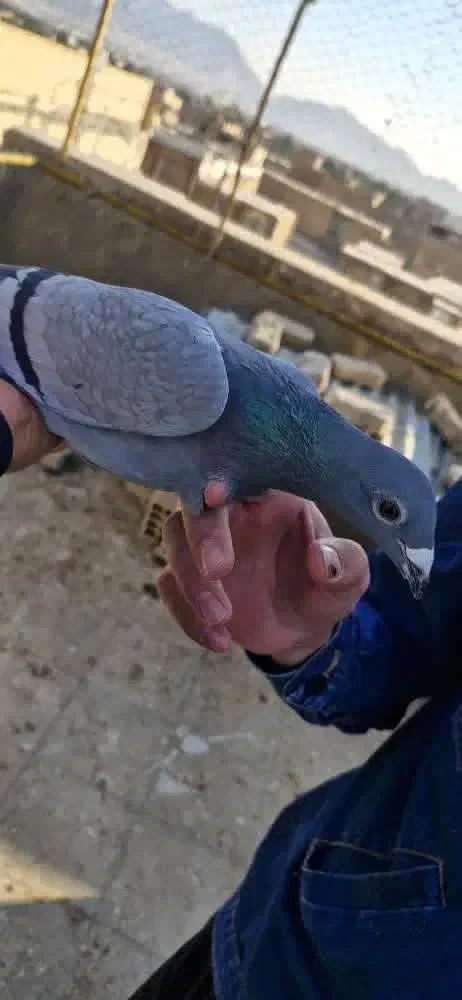 پلاکی جان آردن|پرنده|مبارکه, |دیوار