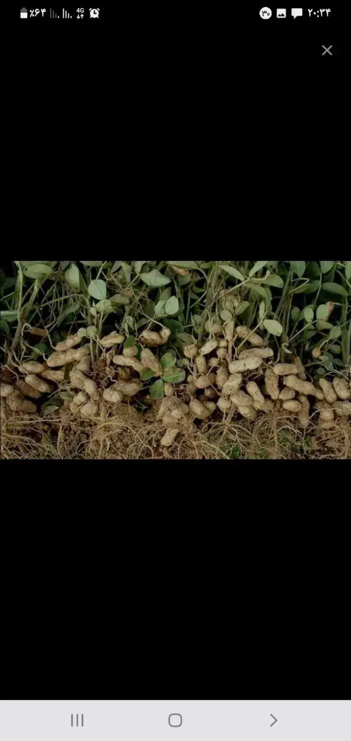 سرکار گرهستم دنبال کار در مزرعه بادام زمینی هستم|خدمات باغبانی و درختکاری|پارسآباد, |دیوار