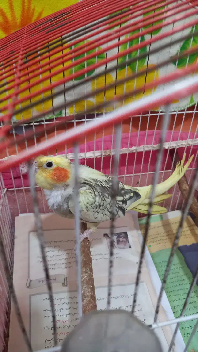 عروس هلندی ماده مولد|پرنده|طبقده, |دیوار