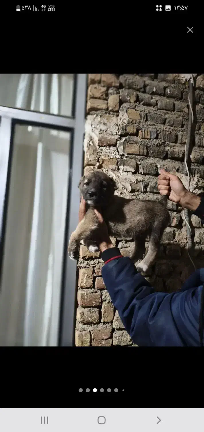 واگذاری|سگ|گرگان, |دیوار