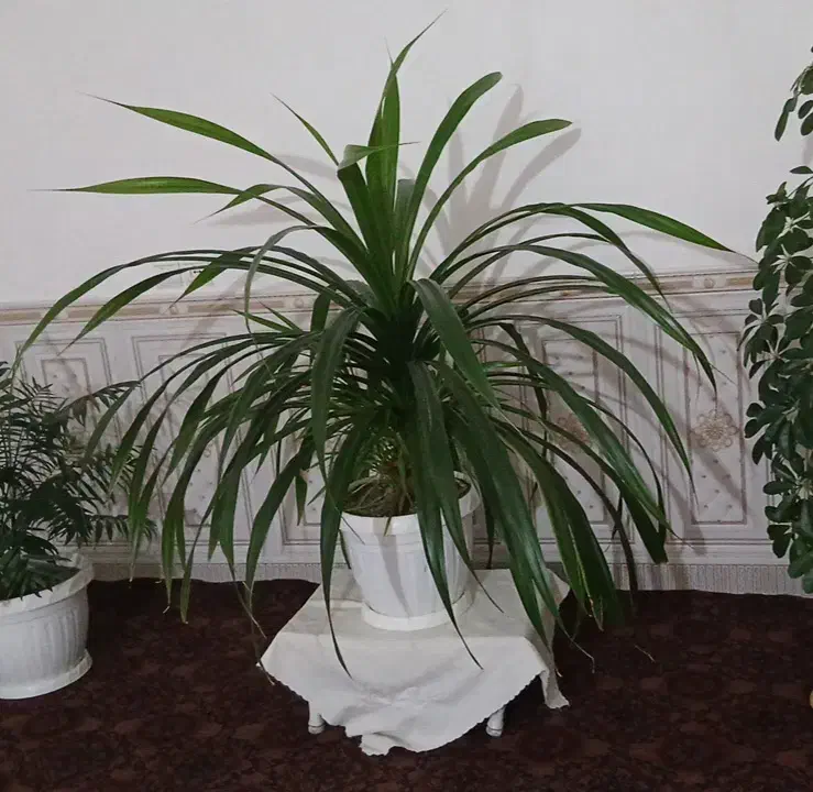 فروشی|گل و گیاه طبیعی|رادکان, |دیوار