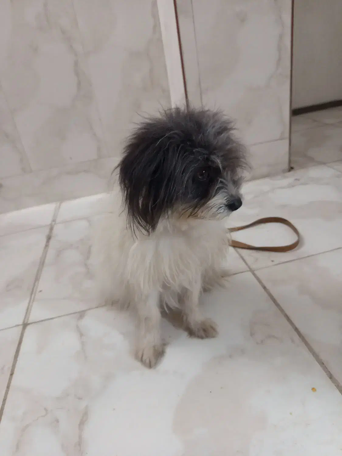 سگ پاپی|سگ|میبد, |دیوار