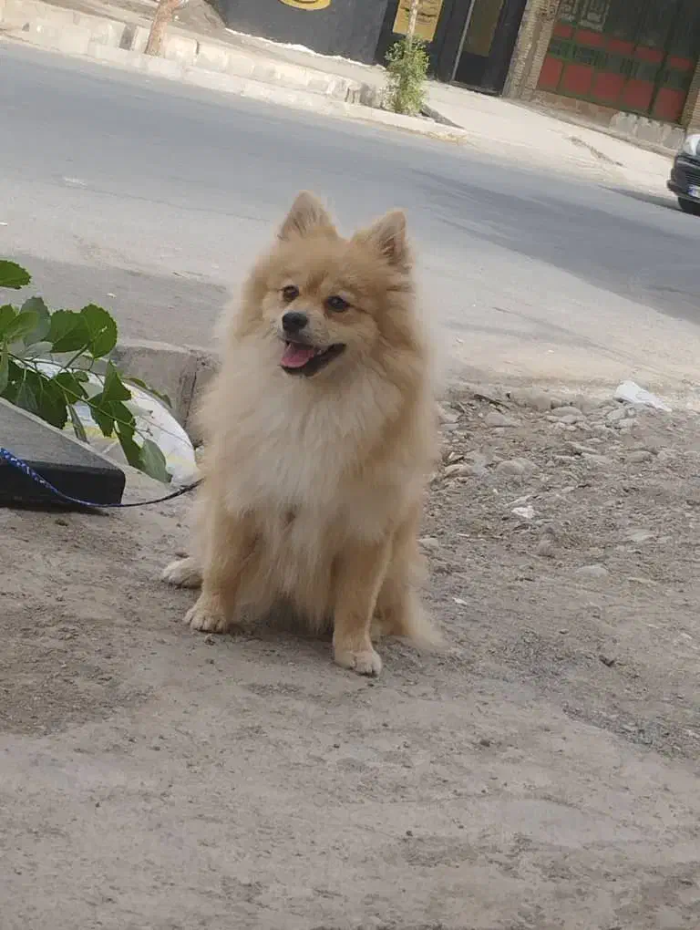 سگ پامر|سگ|جیرفت, |دیوار