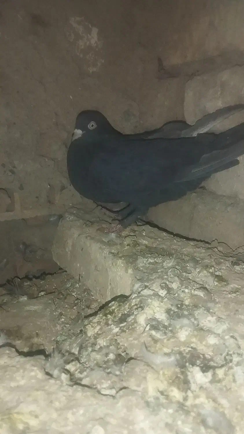 معاوضە|پرنده|بم, |دیوار