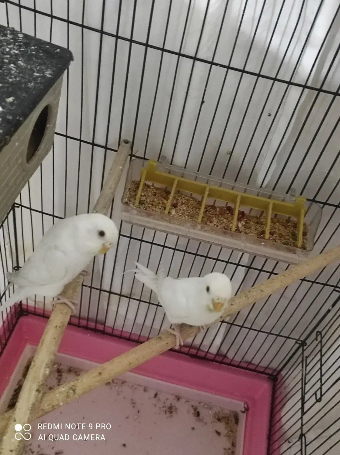 مرغ عشق|پرنده|مسجد سلیمان, |دیوار