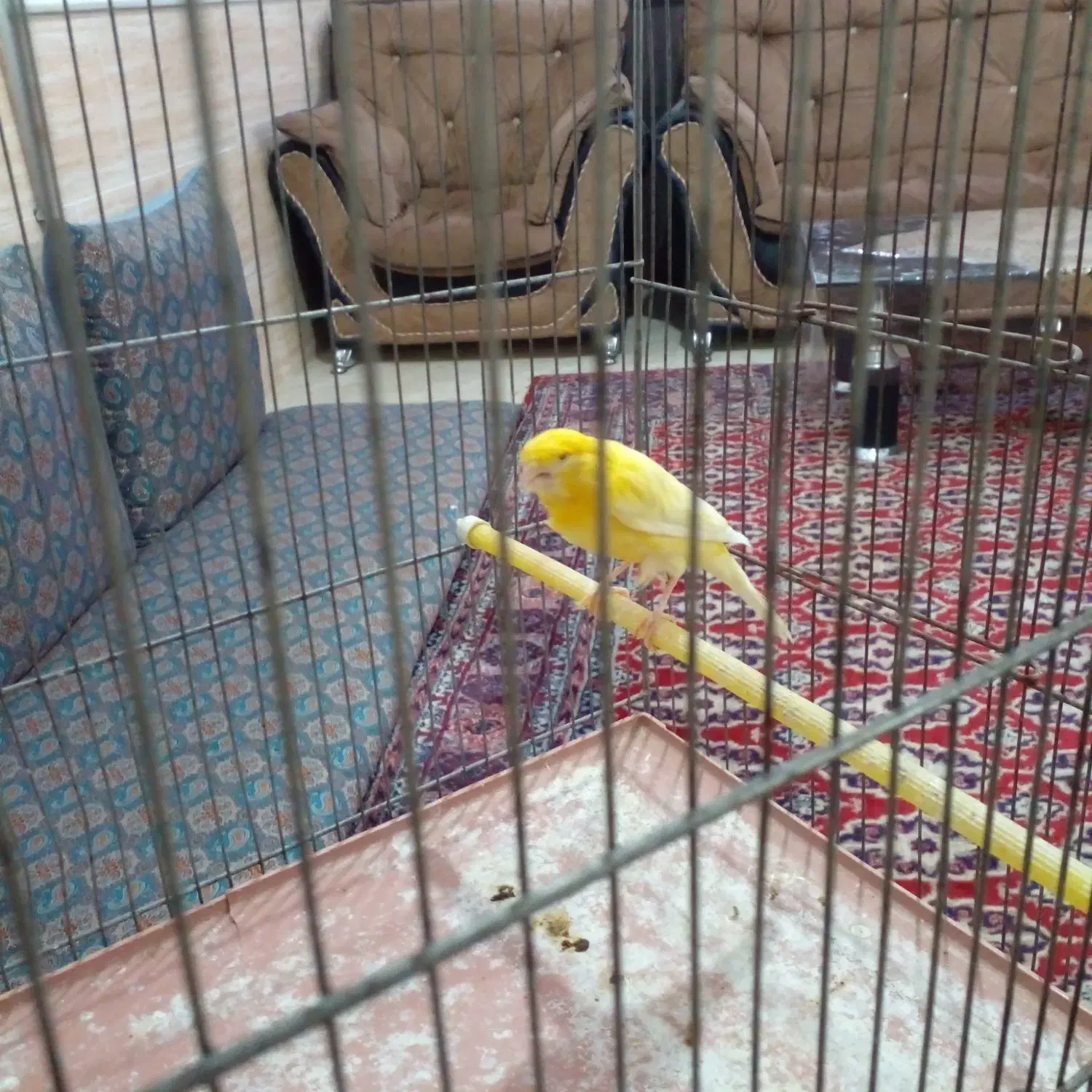 قناری ماده اماده اماده|پرنده|رفسنجان, |دیوار