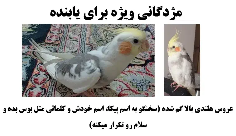 عروس هلندی گمشده مژدگانی ده میلیونی برای یابنده|حیوانات|تهران, مهران|دیوار