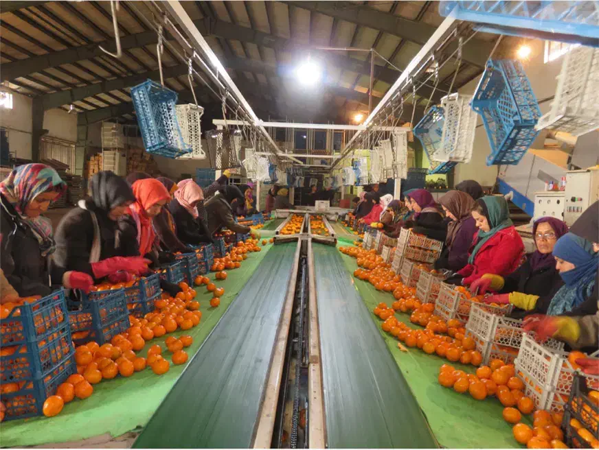 سورت مرکبات و صیفی جات|استخدام سرایداری و نظافت|شهرضا, |دیوار