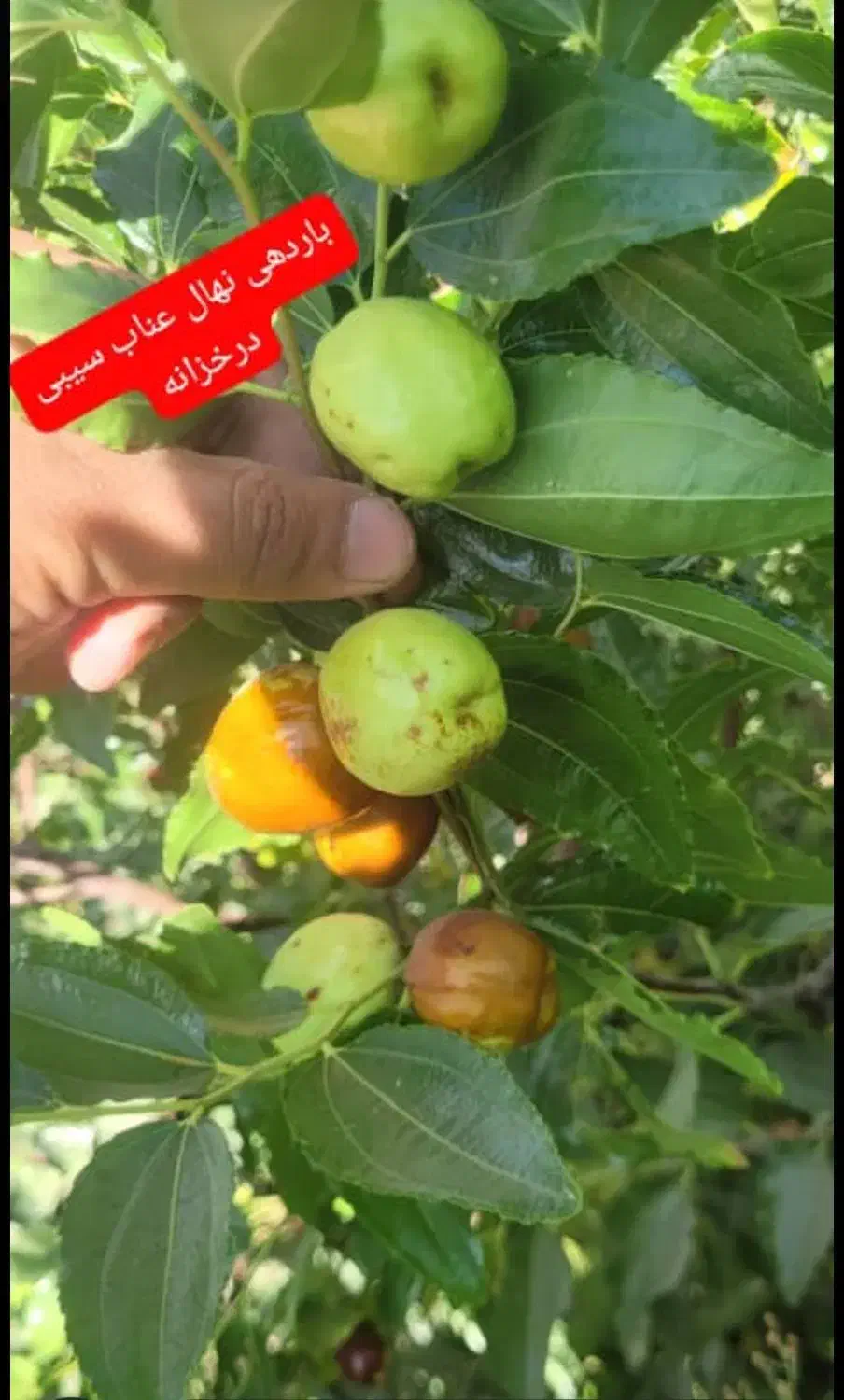 نهال عناب اوکراینی|خدمات باغبانی و درختکاری|بیرجند, |دیوار