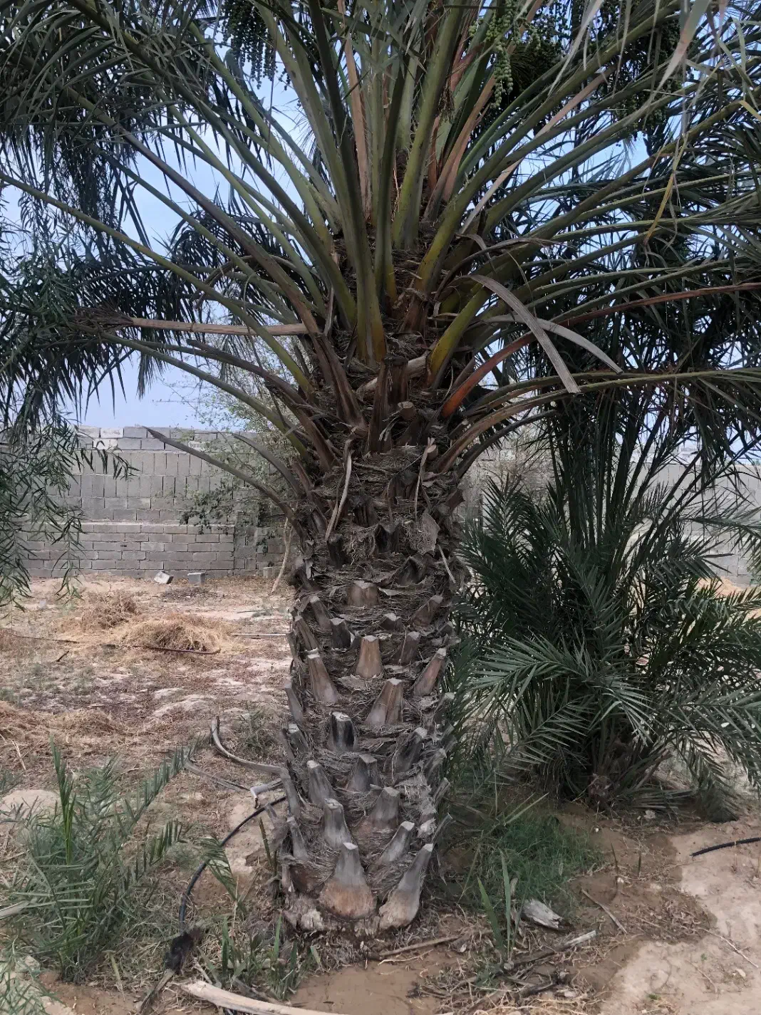 زمین تجاری کارگاهی اصلی تنگک سوم|فروش زمین و ملک کلنگی|بوشهر, |دیوار