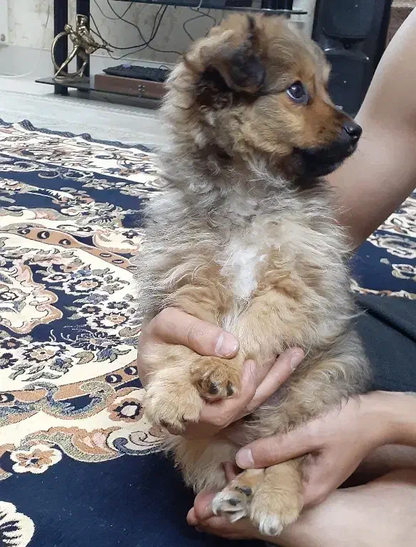 توله ۳ ماهه|سگ|اصفهان, شهید رجایی|دیوار