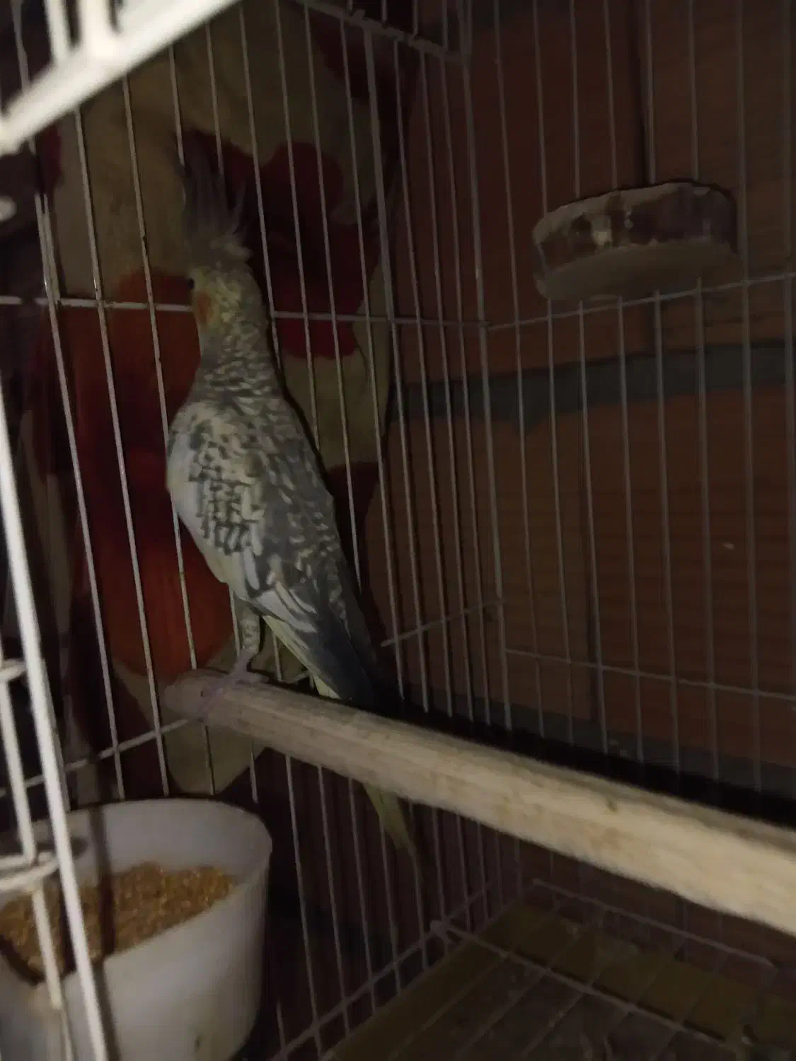 عروس هلندی ماده|پرنده|مینودشت, |دیوار