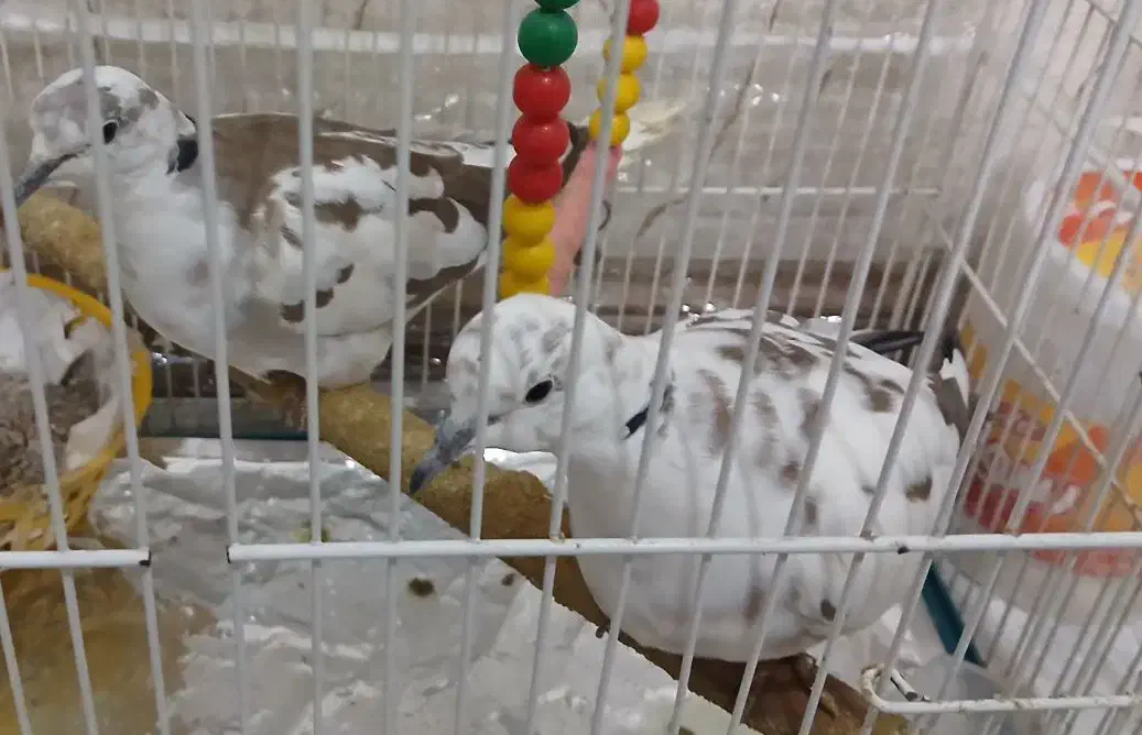 کبوتر ابلق|پرنده|مشهد, حضرت حجت|دیوار