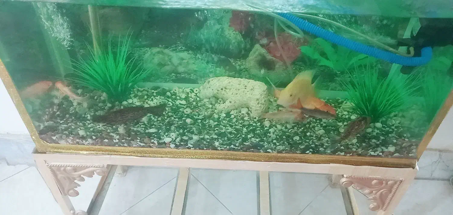 آکواریوم با ماهی جمع و جور و ارزون|ماهی|مشکیندشت, |دیوار