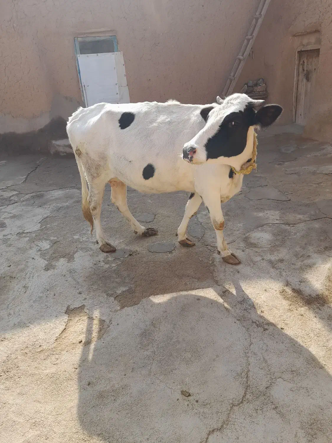 یک راس گاو|حیوانات مزرعه|بیجار, |دیوار