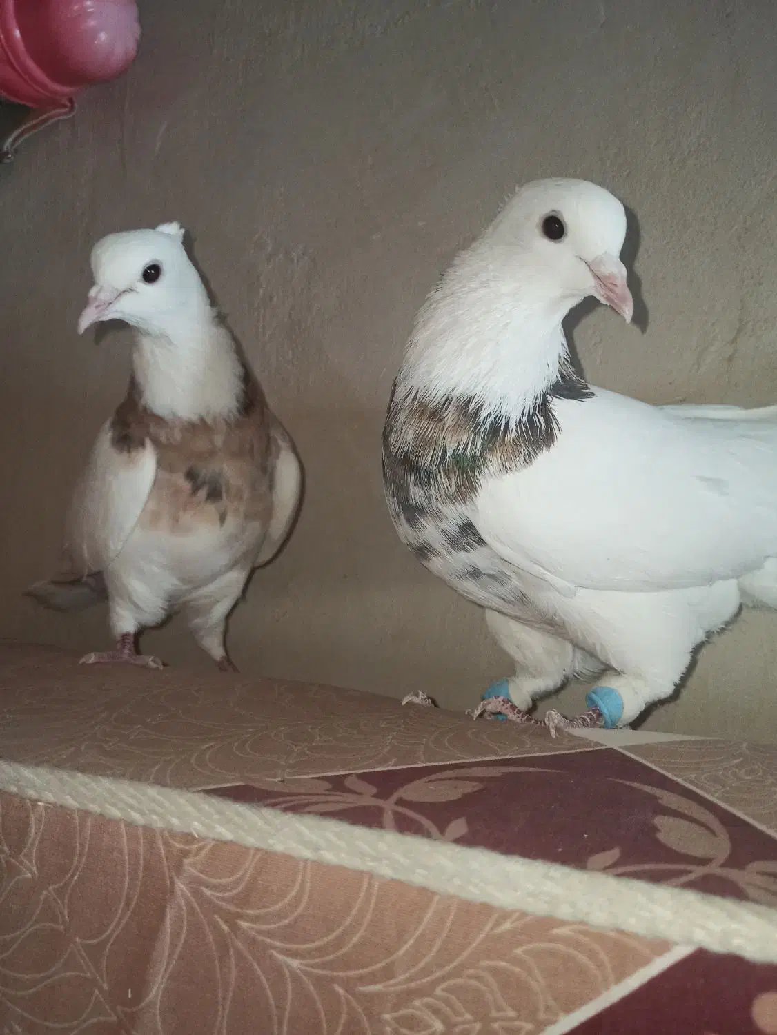 کبوتر طوقی وکله زرد|پرنده|بیرجند, |دیوار