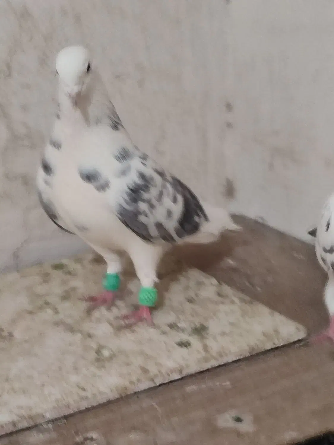 کبوتر فروشی|پرنده|گنبد کاووس, |دیوار