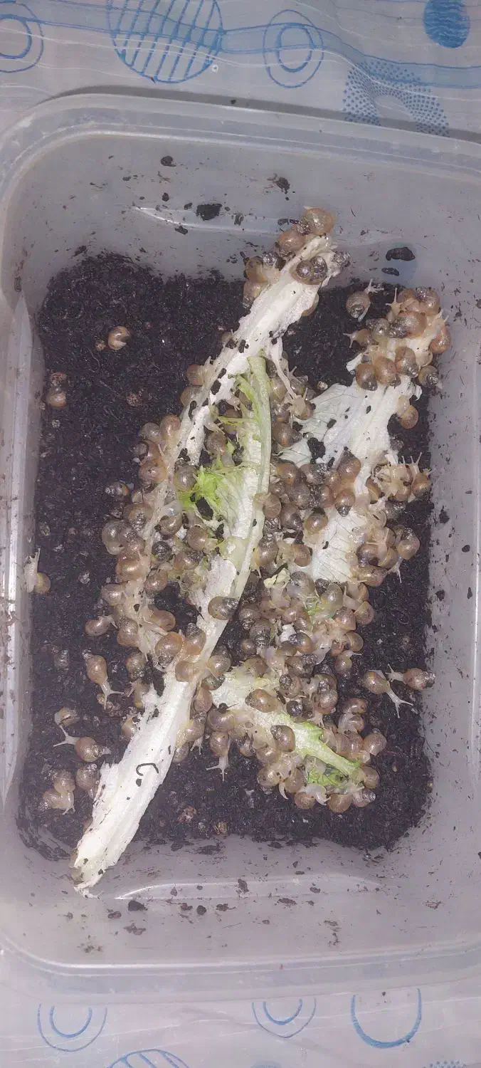 ۲۶۵ تا حلزون دونه ای ۶۰۰۰تومن|ماهی|کرج, مصباح|دیوار