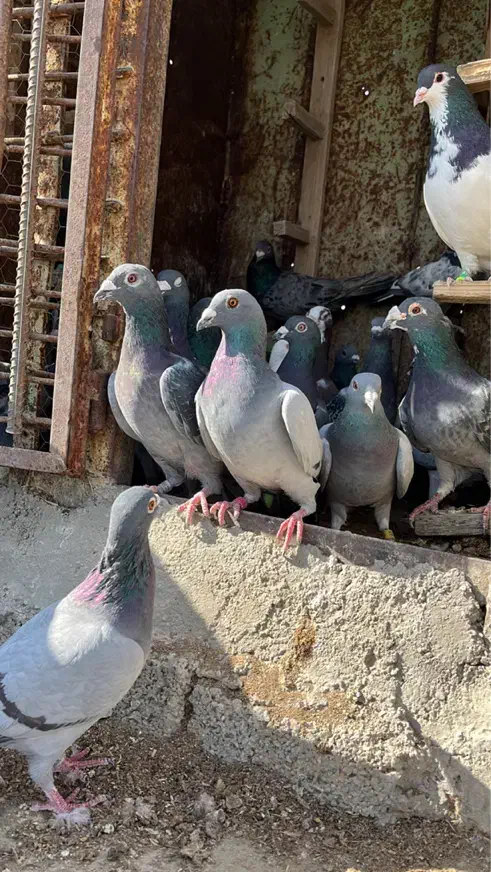 کبوتر|پرنده|مرودشت, ثبت احوال|دیوار