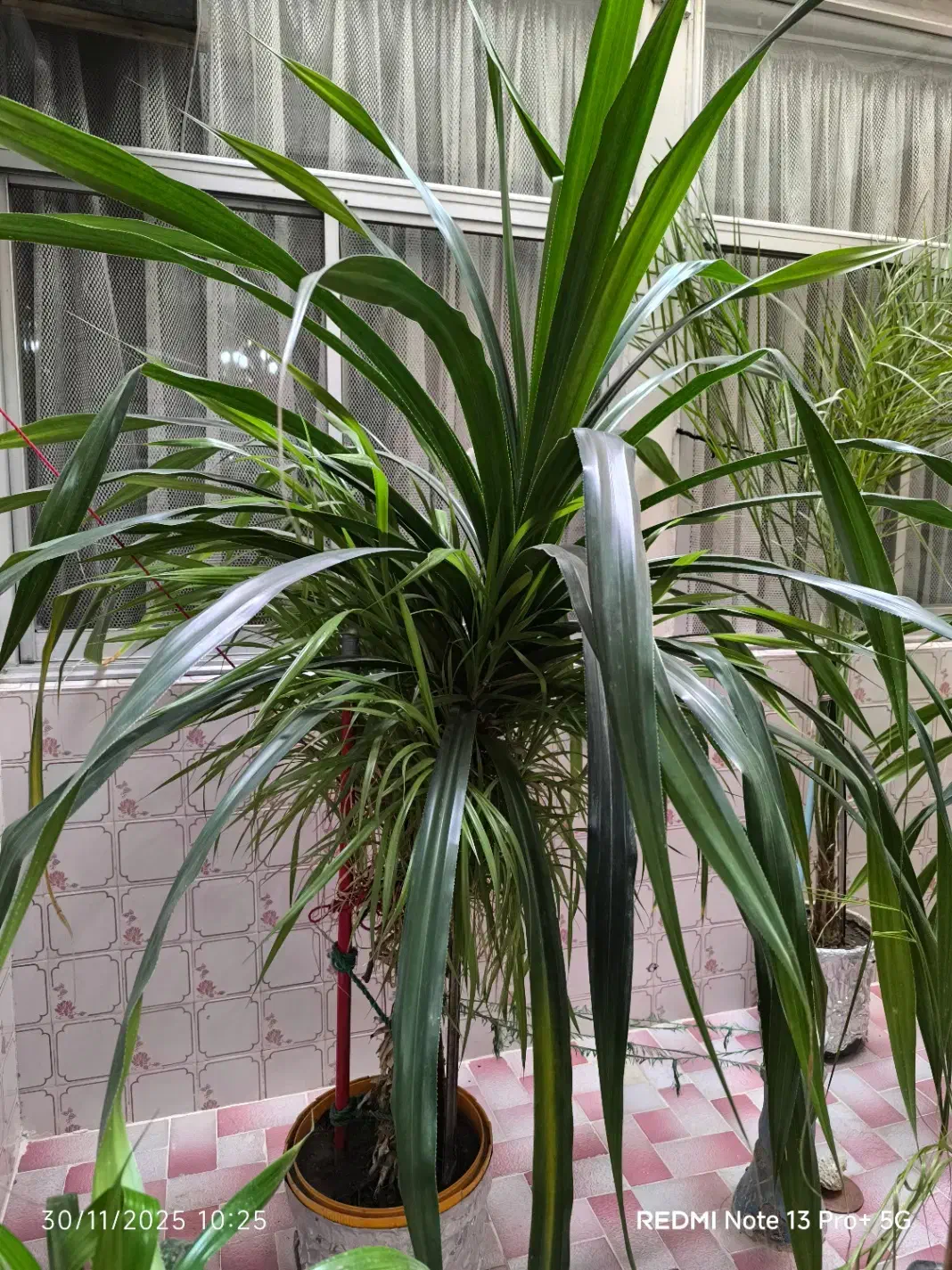 گیاه پاندانوس|گل و گیاه طبیعی|آبیک, |دیوار