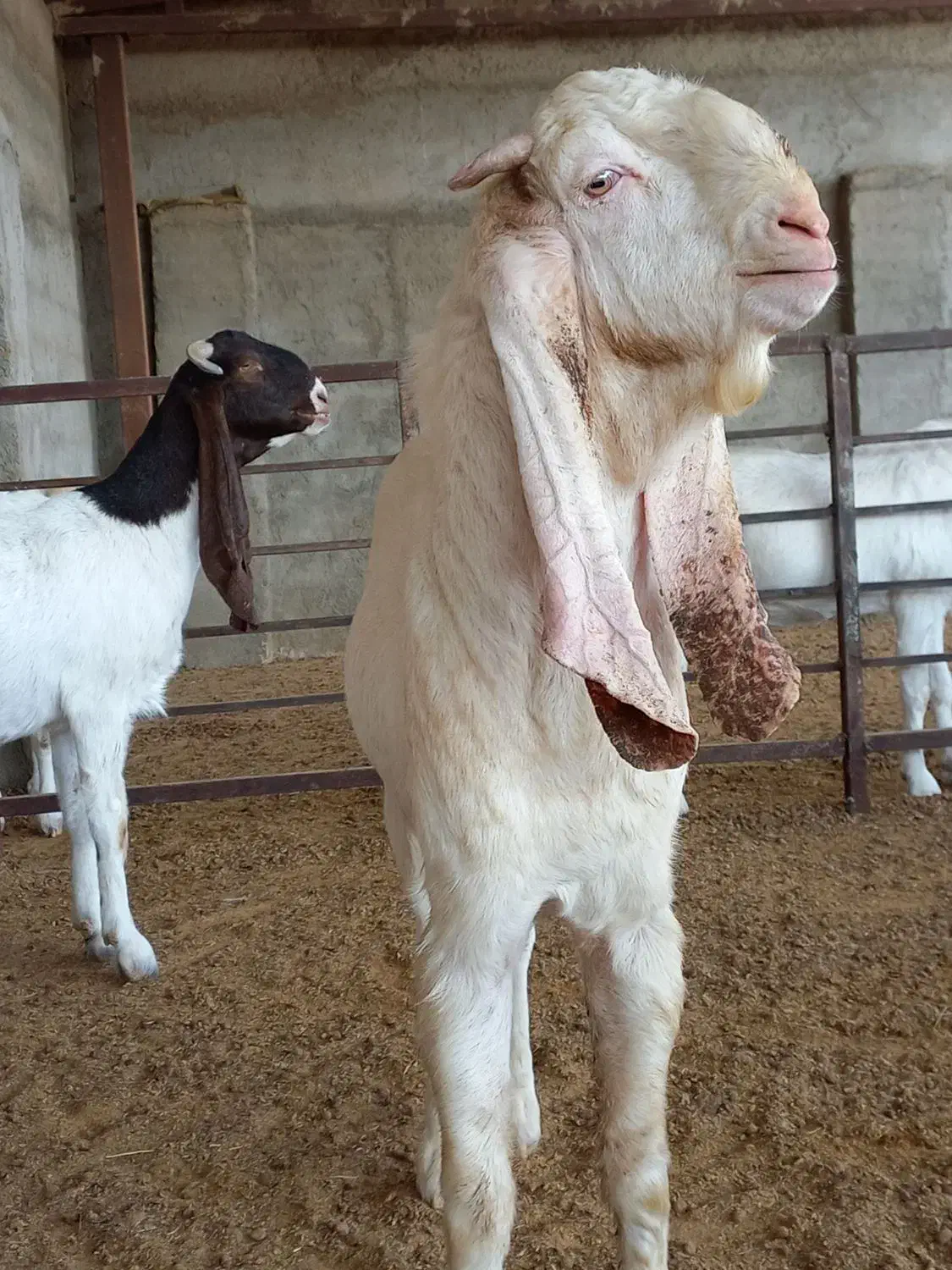 بز نر بز پاکستانی گلابی و بزغاله نر گلابی اصل|حیوانات مزرعه|جوادآباد, |دیوار