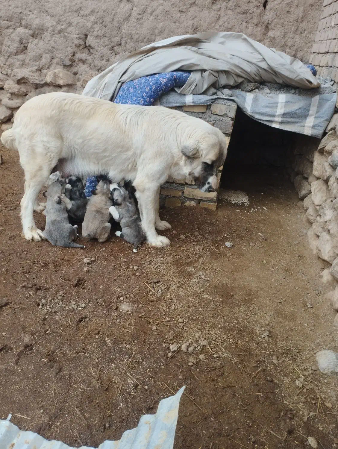 توله سگ|سگ|آوج, |دیوار