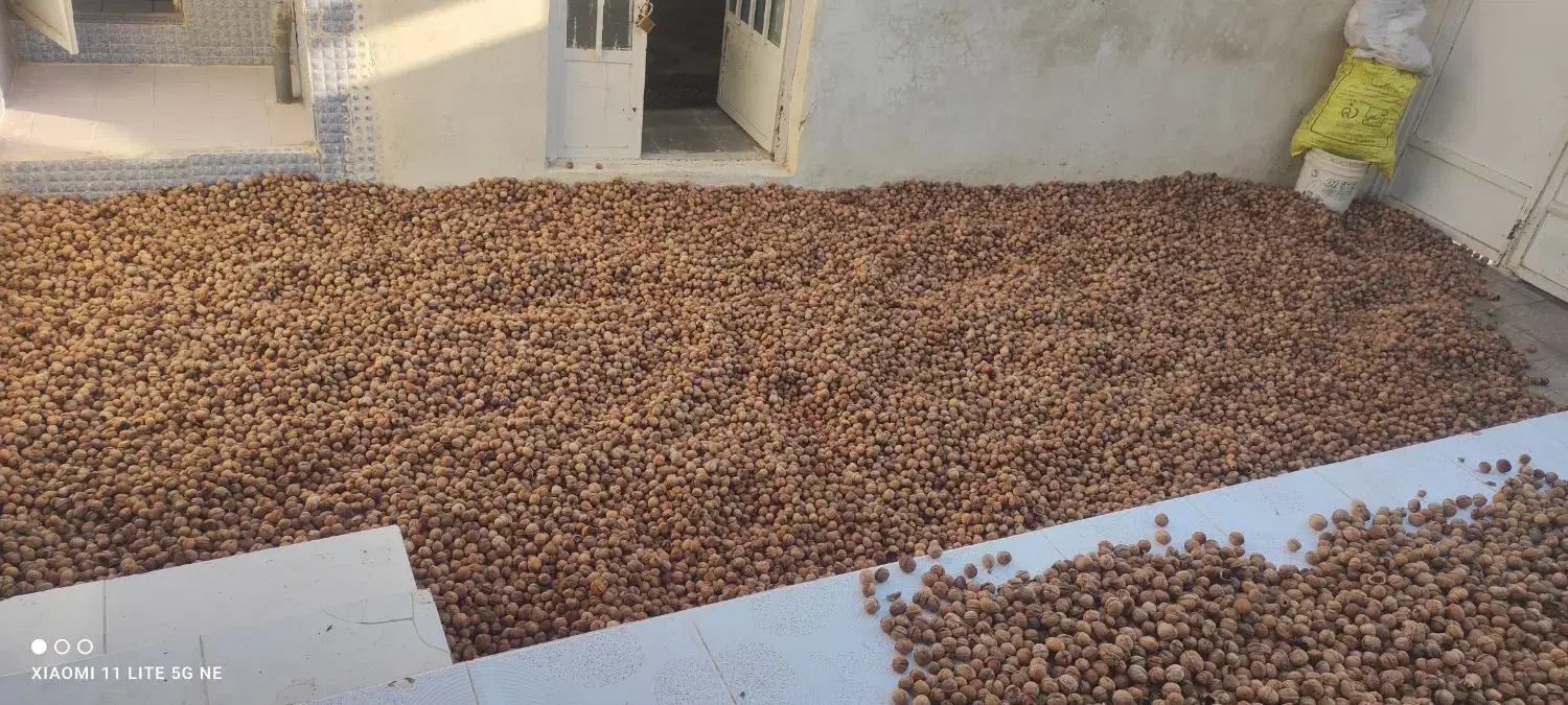 گردو همدان|عمده‌فروشی|فسا, |دیوار